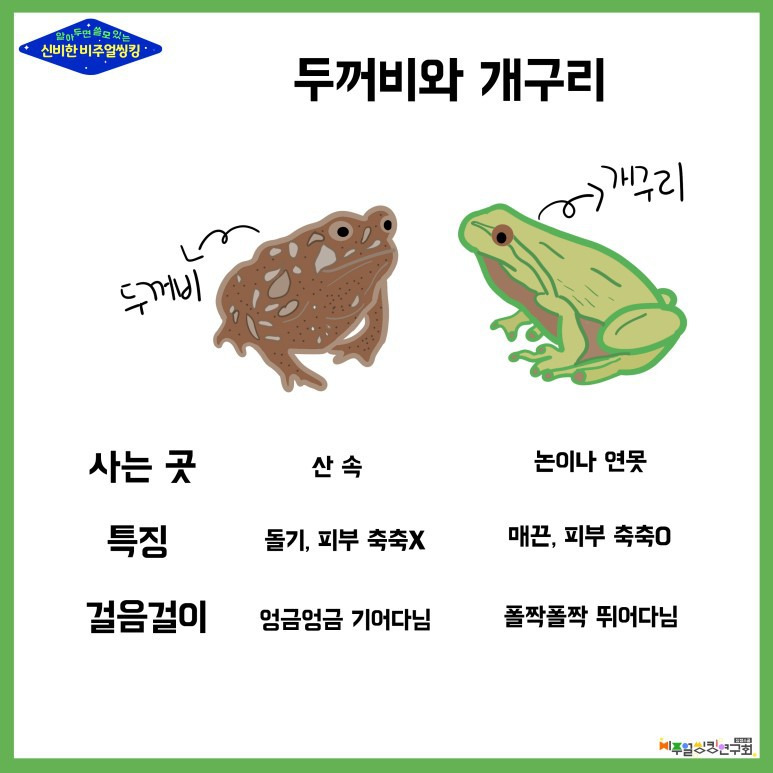 재미있는 두꺼비 사진