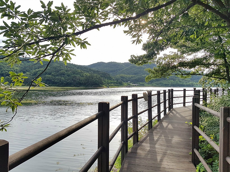 안성 산책하기 좋은 금광호수 둘레길 수변데크, 박두진 문학길