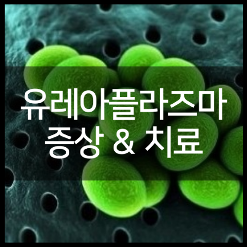 유레아플라즈마 파붐 증상 및 남자 원인부터 치료 정리