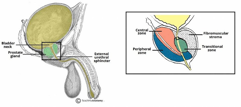 Prostate anatomy