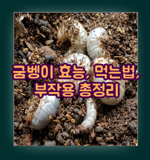 굼벵이 효능 먹는법 그리고 부작용