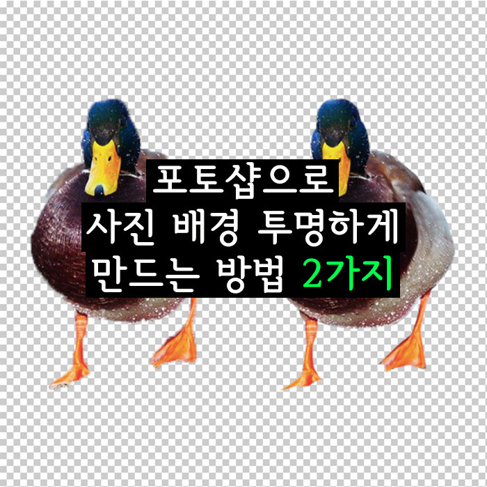 포토샵 사진 배경 투명하게 만드는 2가지 방법 (+ 무료 누끼 사진 사이트)