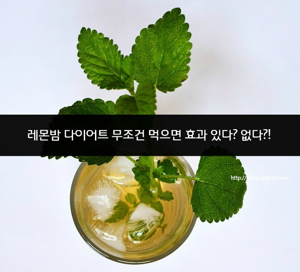레몬밤 추출 분말 효과의 부작용을 알고 건조한 잎으로 카페인이 없는 레몬밤차를 가볍게 마시세요.