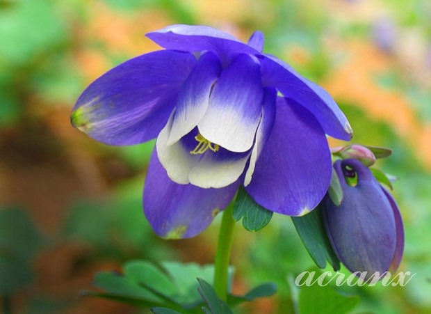 오늘의 탄생화 5월14일 매발톱꽃 (Columbine)입니다