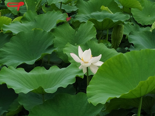 7월 연꽃 피는 시기/수확/효능/닮은 사람 :: 공인중개사 기출로 합격하자