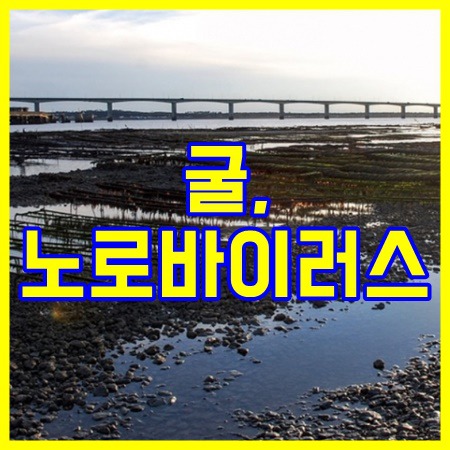 굴 노로바이러스 인분, 원인 상관관계는? :: 더씽스