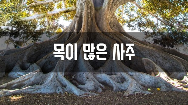 알의 건강생활팜 :: 목이 많은 사주, 사주에 목이 많으면?