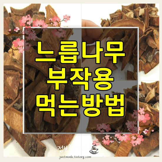 느릅나무 효능과 부작용