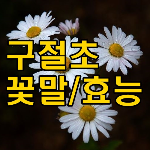 구절초 꽃말 구절초 효능 알아볼까요?