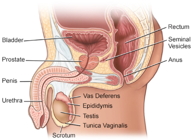 남성 생식계 정면도