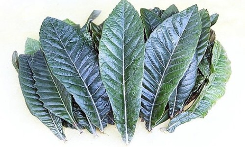 비파잎 효능 및 비파잎 먹는법