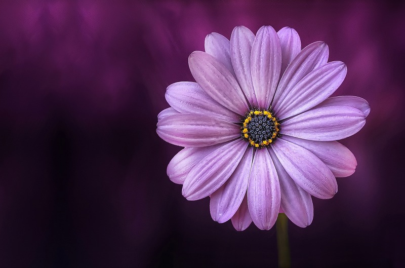 고화질 아름다운 꽃 배경화면 바탕화면 이미지 사진
