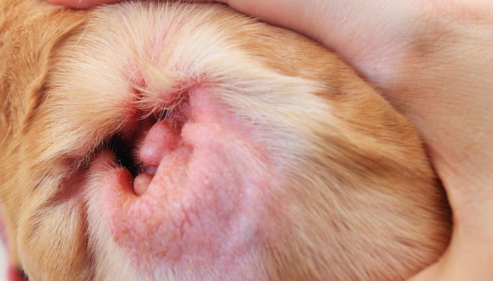 강아지 귀가 빨간 증상일때 의심되는 질병들