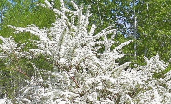 조팝나무 꽃말 및 유래 전설 알아보기 :: 모모야의블로그