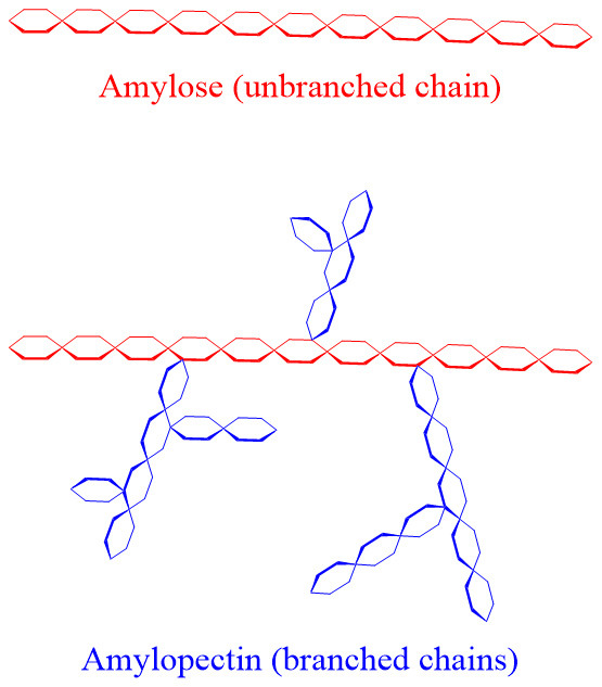 아밀로펙틴 구조