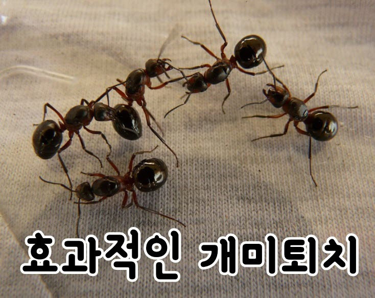 개미퇴치법 5가지 집에 개미 없애기 프로젝트