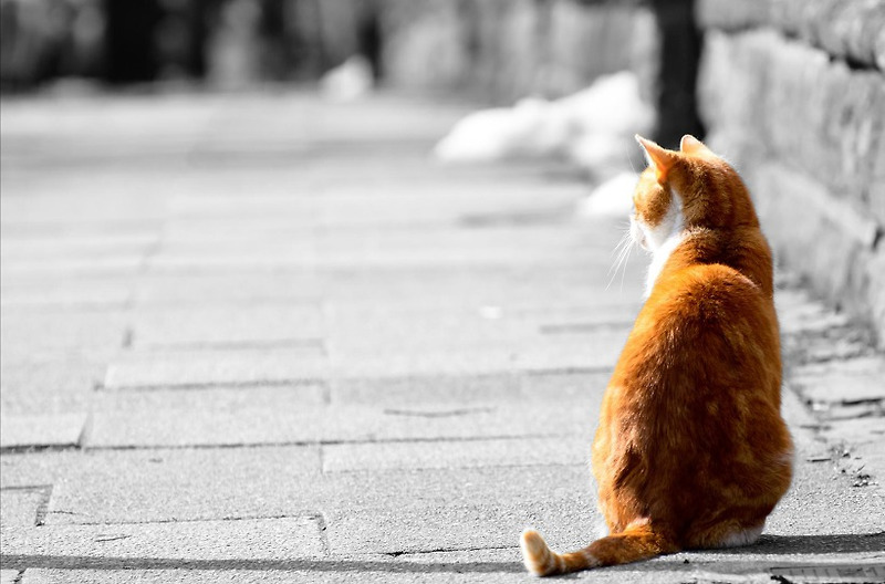 초고화질 귀여운 고양이 배경화면 바탕화면 이미지 사진 모음