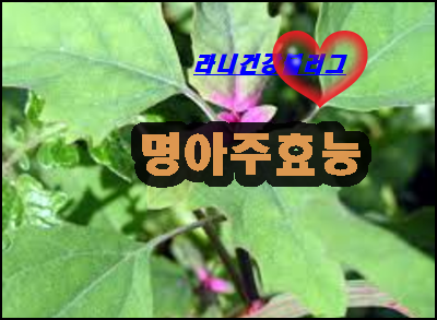 명아주효능 - 라니의 건강 블로그