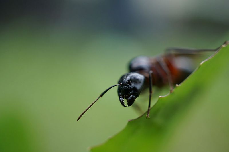 개미 물렸을때 대처법, 개미 물림 우습게 보면 큰일나요!