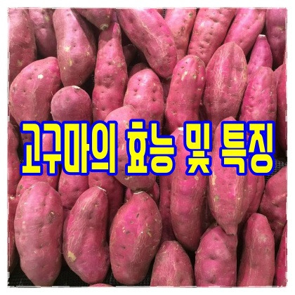 고구마 효능 및 특징 알아보기 고구마로 할 수 있는 요리는?