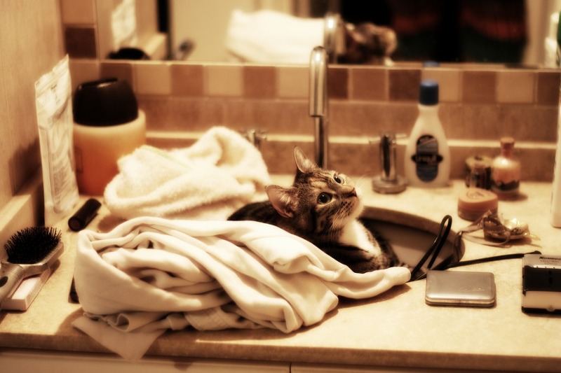 고양이 화장실에 대하여(개수/위치/형태/크기/모래의양/청소) :: 메론커피의 티스토리