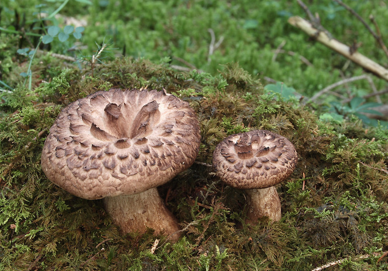 사진과 함께 보는 버섯 종류와 특징