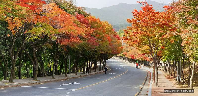 붉게 타는 팔공산의 가을