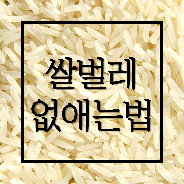 쌀벌레 없애는법 완벽정리!