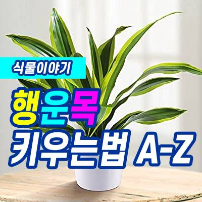 행운목 꽃피우기 A-Z