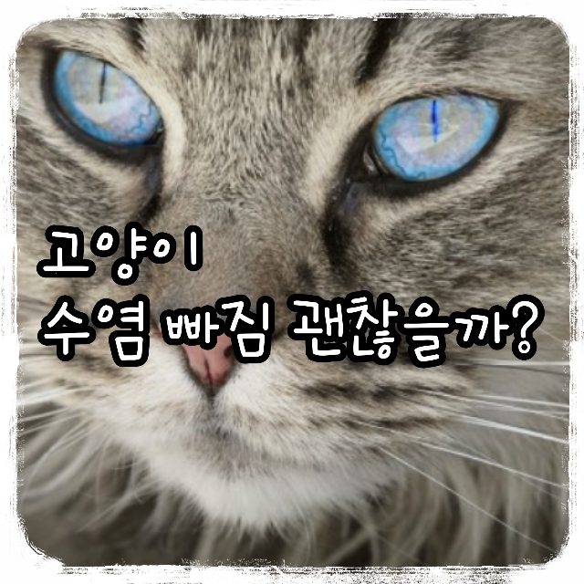 고양이 수염 빠짐 괜찮을까?