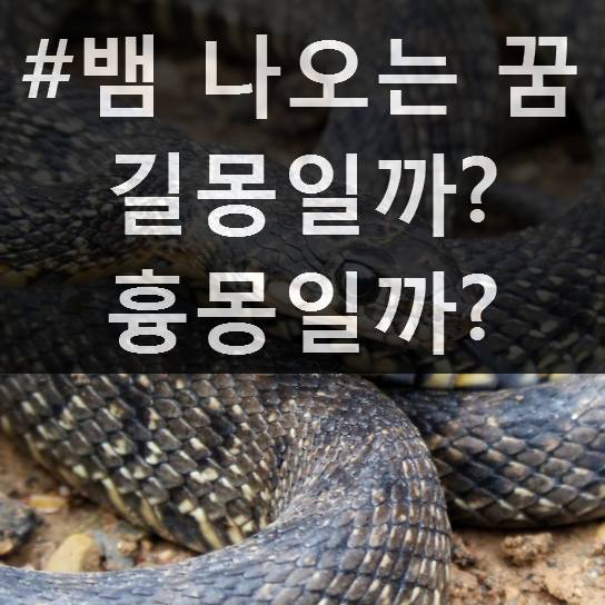 꿈속에 뱀 나오는 꿈 - 흉몽 일까? 길몽 일까?