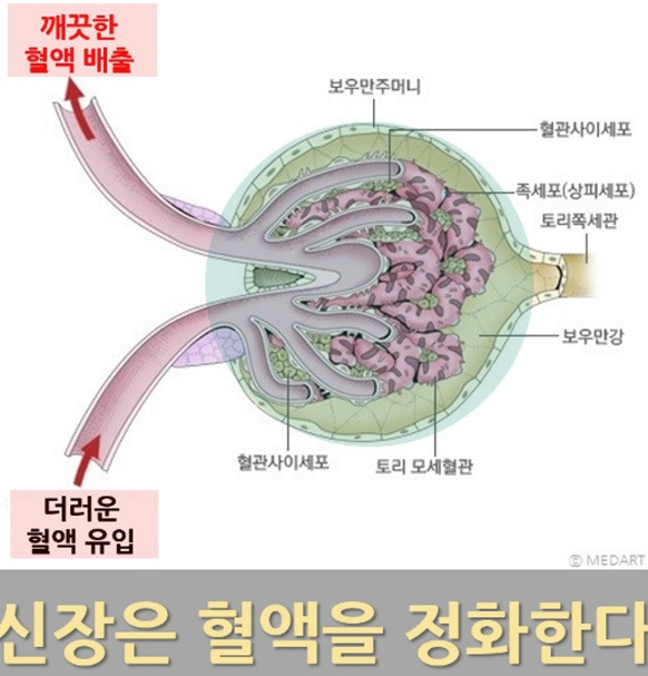 신장에 문제있을때 초기증상 10가지(일)2020-02-23