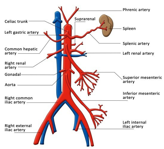 Abdominal Aorta Branches Anatomy