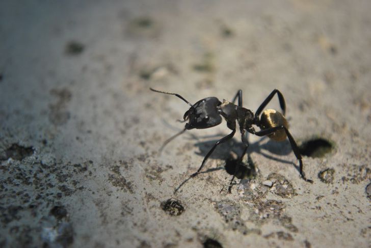 보세요 :: 집안에 개미가 생기는 이유 왜일까 없애는법
