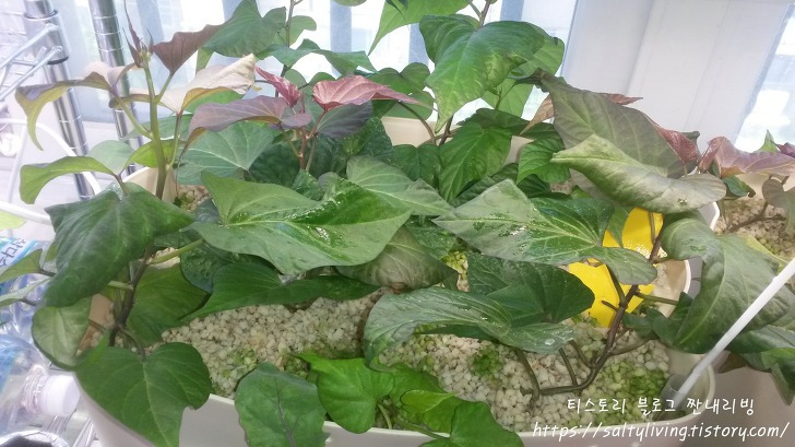 아파트 베란다에서 유기농 고구마 수경재배로 키워서 수확하기