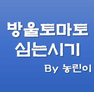 방울토마토 모종 심는 시기 방법