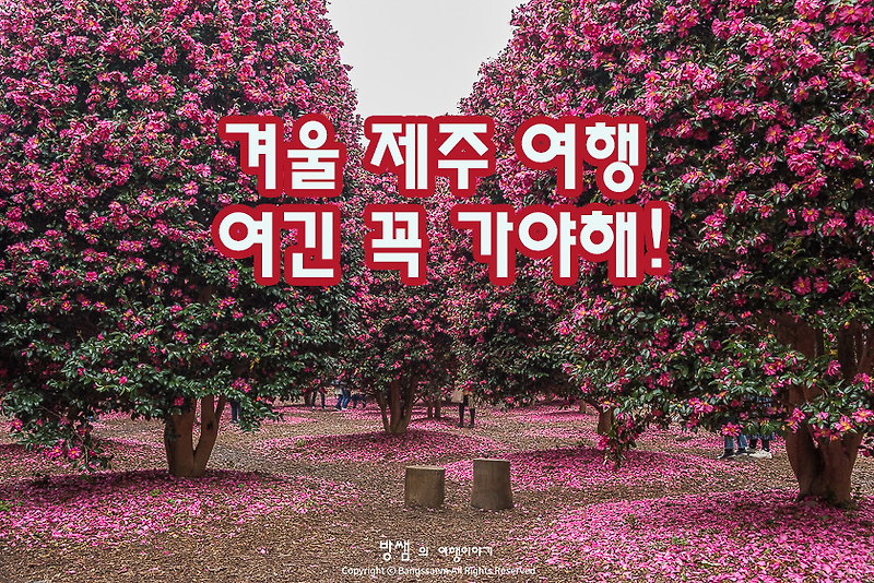 제주도 2박3일 겨울여행, 동백꽃과 함께하는 제주의 아름다운 겨울