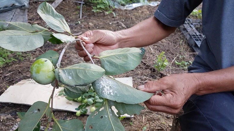 감나무 병충해 방제 시기 종류 깍지벌레 흰가루병 탄저병 감나무약치는시기