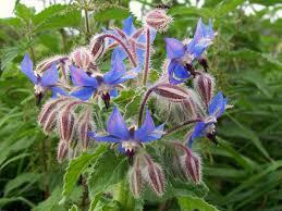 보리지(BORAGE) 효능과 부작용, 섭취시 주의할 점은?