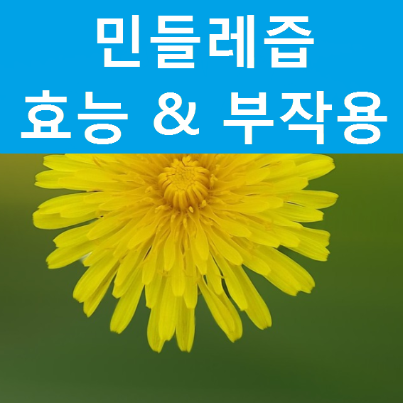 민들레즙효능 및 부작용 꼭 알고드세요