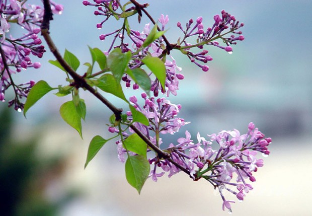 오늘의 탄생화 5월12일 라일락 (Lilac)입니다