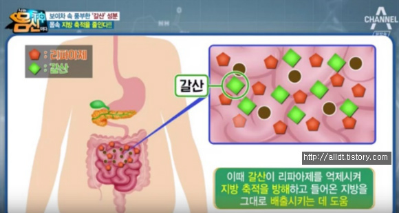 보이차 분말 가루 효능 및 먹는법 체크