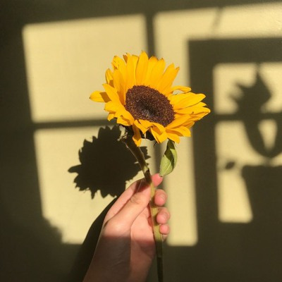 Rex Orange County Sunflower 가사 해석 렉스 오렌지 카운티 썬플라워 듣기 뮤비