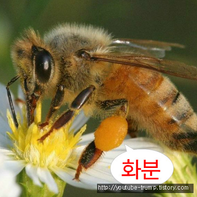 화분 과 당뇨