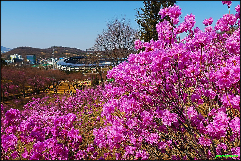 미리 보는 2019 부천 원미산 진달래축제