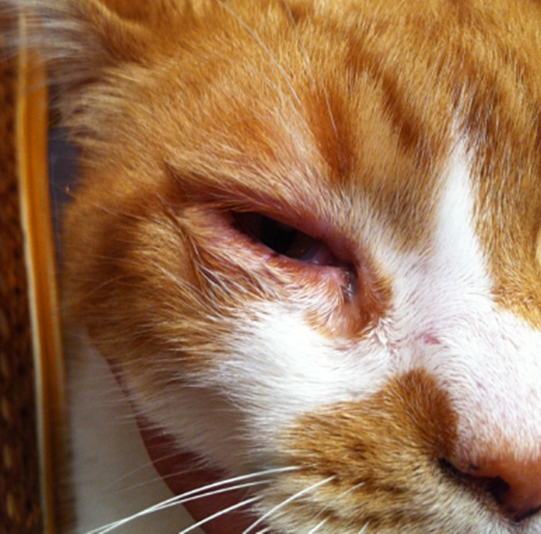고양이 눈부음 원인과 대처법