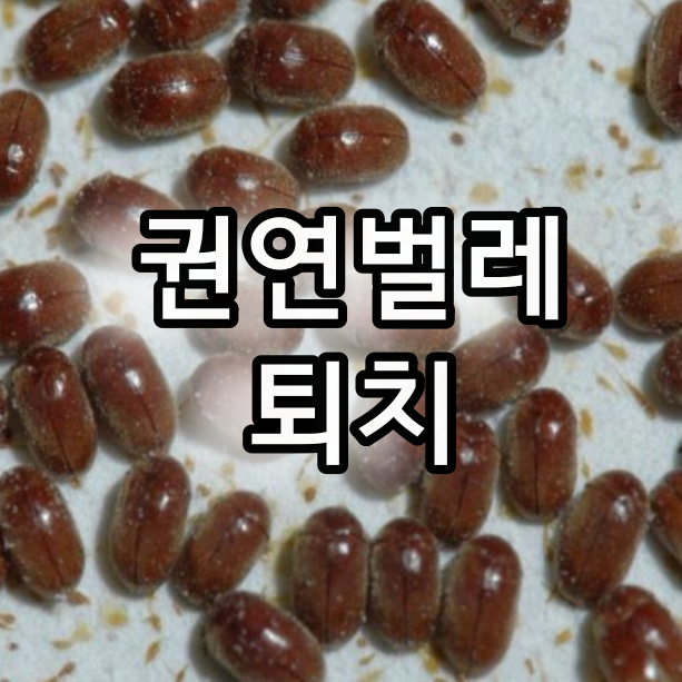 권연벌레 서식지 알고 부엌에서 퇴치하자