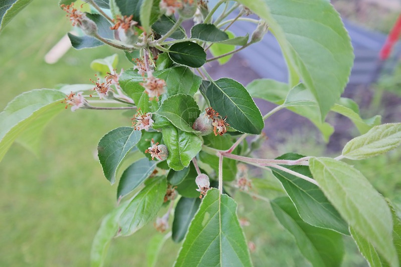유기농 사과나무 키우기 (사과 꽃, 열매와 작별하는 시간 /잎오갈병)