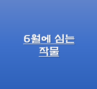 6월에 심는 작물 채소