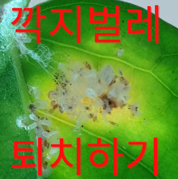 화초해충 깍지벌레(흰솜깍지벌레) 퇴치하기